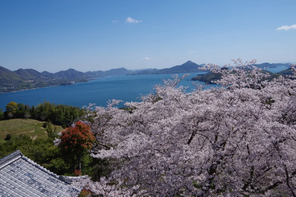 開山公園から望む瀬戸内海と桜